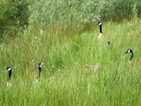 Branta canadensis 57, Grote Canadese Gans, Saxifraga-Tom Heijnen