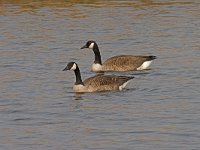 Branta canadensis  Canadese ganzen  op de Arkervaart : Branta canadensis