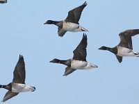 Branta hrota 10, Witbuikrotgans, Saxifraga-Peter Meininger