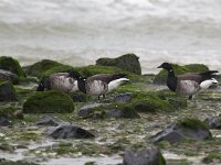 Branta hrota 15, Witbuikrotgans, Saxifraga-Bart Vastenhouw