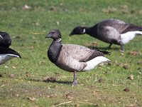 Branta hrota 16, Witbuikrotgans, Saxifraga-Bart Vastenhouw