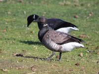 Branta hrota 18, Witbuikrotgans, Saxifraga-Bart Vastenhouw