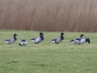 Branta hrota 19, Witbuikrotgans, Saxifraga-Mark Zekhuis