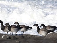 Branta hrota 4, Witbuikrotgans, Saxifraga-Peter Meininger