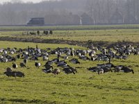 Branta leucopsis 105, Brandgans, Saxifraga-Luuk Vermeer