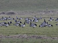 Branta leucopsis 107, Brandgans, Saxifraga-Luuk Vermeer