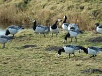 Branta leucopsis 11, Brandgans, Saxifraga-Jan van der Straaten