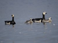 Branta leucopsis 112, Brandgans, Saxifraga-Luuk Vermeer