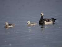 Branta leucopsis 113, Brandgans, Saxifraga-Luuk Vermeer