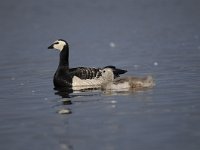 Branta leucopsis 115, Brandgans, Saxifraga-Luuk Vermeer