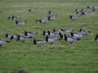 Branta leucopsis 121, Brandgans, Saxifraga-Luuk Vermeer