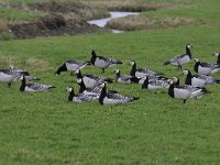 Branta leucopsis 122, Brandgans, Saxifraga-Luuk Vermeer