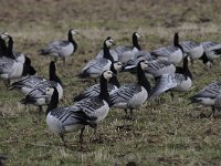 Branta leucopsis 124, Brandgans, Saxifraga-Luuk Vermeer