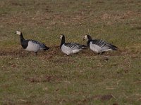 Branta leucopsis 127, Brandgans, Saxifraga-Luuk Vermeer