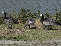 Branta leucopsis 129, Brandgans, Saxifraga-Willem van Kruijsbergen