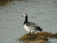 Branta leucopsis 14, Brandgans, Saxifraga-Jan van der Straaten