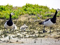 Branta leucopsis 142, Brandgans, Saxifraga-Bart Vastenhouw