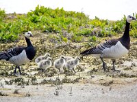 Branta leucopsis 143, Brandgans, Saxifraga-Bart Vastenhouw