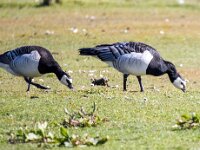 Branta leucopsis 145, Brandgans, Saxifraga-Bart Vastenhouw