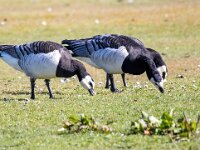 Branta leucopsis 148, Brandgans, Saxifraga-Bart Vastenhouw