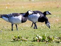 Branta leucopsis 149, Brandgans, Saxifraga-Bart Vastenhouw