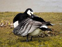 Branta leucopsis 150, Brandgans, Saxifraga-Bart Vastenhouw