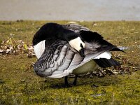 Branta leucopsis 151, Brandgans, Saxifraga-Bart Vastenhouw