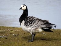 Branta leucopsis 152, Brandgans, Saxifraga-Bart Vastenhouw