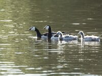 Branta leucopsis 159, Brandgans, adult and juveniles, Saxifraga-Theo Verstrael
