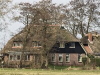 Branta leucopsis 162, Brandgans, adult, Saxifraga-Theo Verstrael