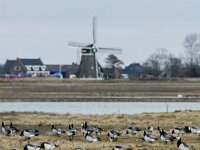 Branta leucopsis 166, Brandgans, adult, Saxifraga-Theo Verstrael