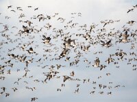 Branta leucopsis 171, Brandgans, Saxifraga-Luc Hoogenstein