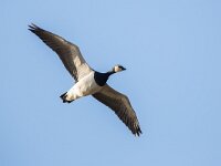 Branta leucopsis 173, Brandgans, Saxifraga-Luc Hoogenstein