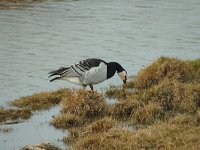 Branta leucopsis 3, Brandgans, Saxifraga-Jan van der Straaten