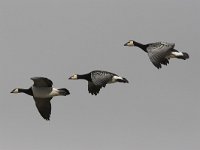 Branta leucopsis 32, Brandgans, Saxifraga-Luc Hoogenstein