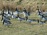 Branta leucopsis 4, Brandgans, Saxifraga-Jan van der Straaten