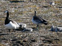 Branta leucopsis 45, Brandgans, Saxifraga-Bart Vastenhouw