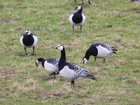 Branta leucopsis 48, Brandgans, Saxifraga-Bart Vastenhouw