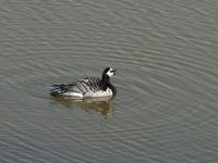 Branta leucopsis 58, Brandgans, Saxifraga-Jan van der Straaten