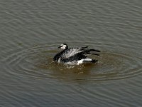 Branta leucopsis 59, Brandgans, Saxifraga-Jan van der Straaten