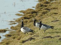 Branta leucopsis 6, Brandgans, Saxifraga-Jan van der Straaten