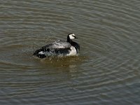 Branta leucopsis 60, Brandgans, Saxifraga-Jan van der Straaten