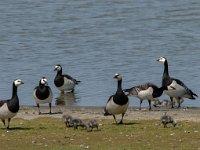 Branta leucopsis 63, Brandgans, Saxifraga-Jan van der Straaten