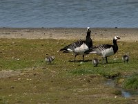 Branta leucopsis 66, Brandgans, Saxifraga-Jan van der Straaten