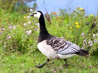 Branta leucopsis 70, Brandgans, Saxifraga-Bart Vastenhouw