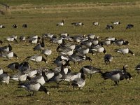 Branta leucopsis 72, Brandgans, Saxifraga-Jan Nijendijk