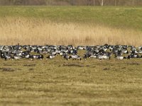 Branta leucopsis 73, Brandgans, Saxifraga-Jan Nijendijk