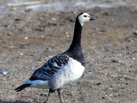 Branta leucopsis 74, Brandgans, Saxifraga-Bart Vastenhouw