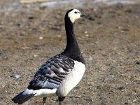 Branta leucopsis 75, Brandgans, Saxifraga-Bart Vastenhouw