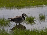 Branta leucopsis 81, Brandgans, Saxifraga-Jan Nijendijk